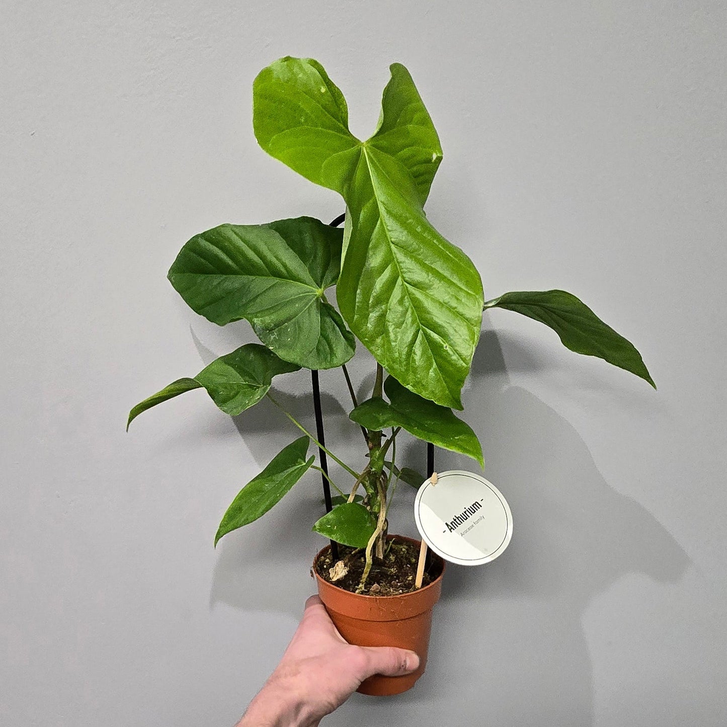 Anthurium Balaoanum