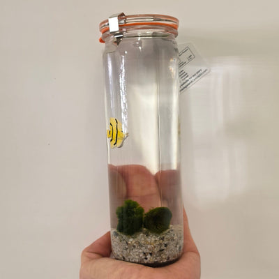 Aqua Moss Balls in Jar