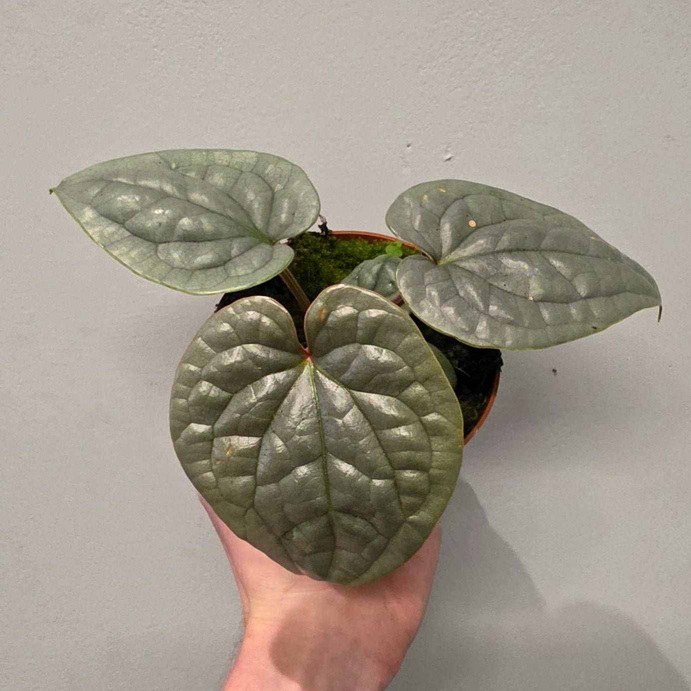 Anthurium Luxurians 'Platinum'