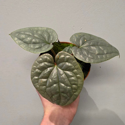 Anthurium Luxurians 'Platinum'