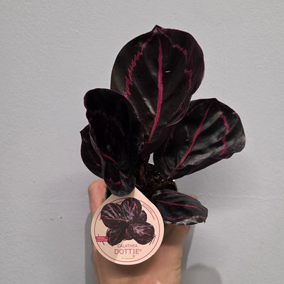 Mini Calathea Dottie