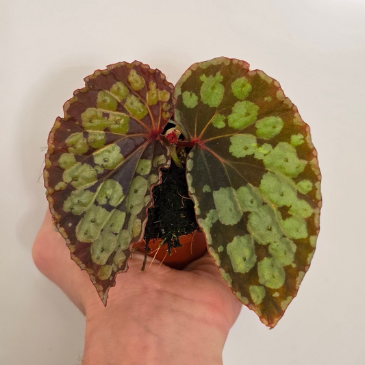 Begonia Leaf 'Umbrella Hybrid'