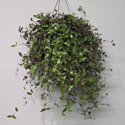 Hanging Tradescantia Multiflora