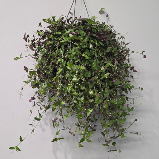 Hanging Tradescantia Multiflora