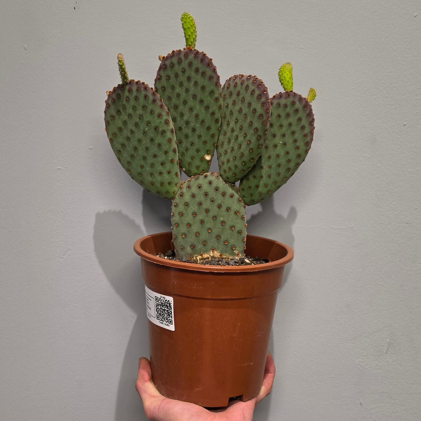 Opuntia Macrocalyx