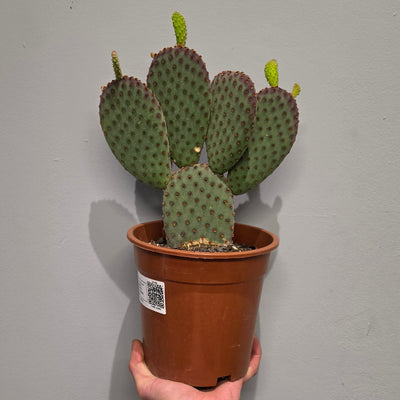 Opuntia Macrocalyx