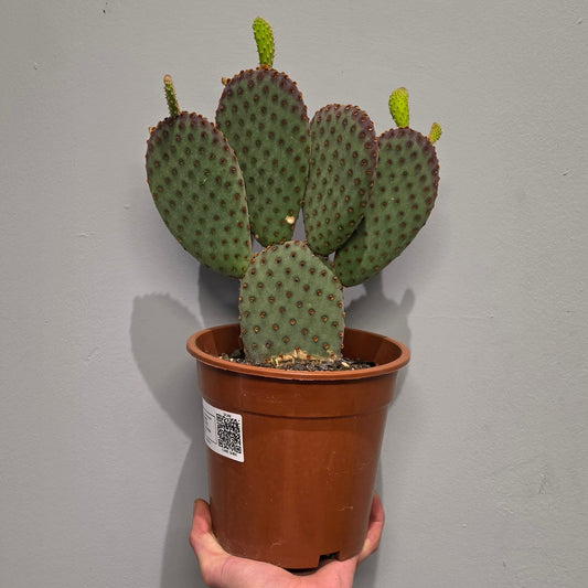 Opuntia Macrocalyx