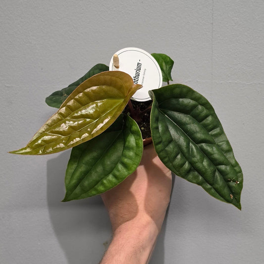 Mini Anthurium Luxurians X Radicans - Grade B