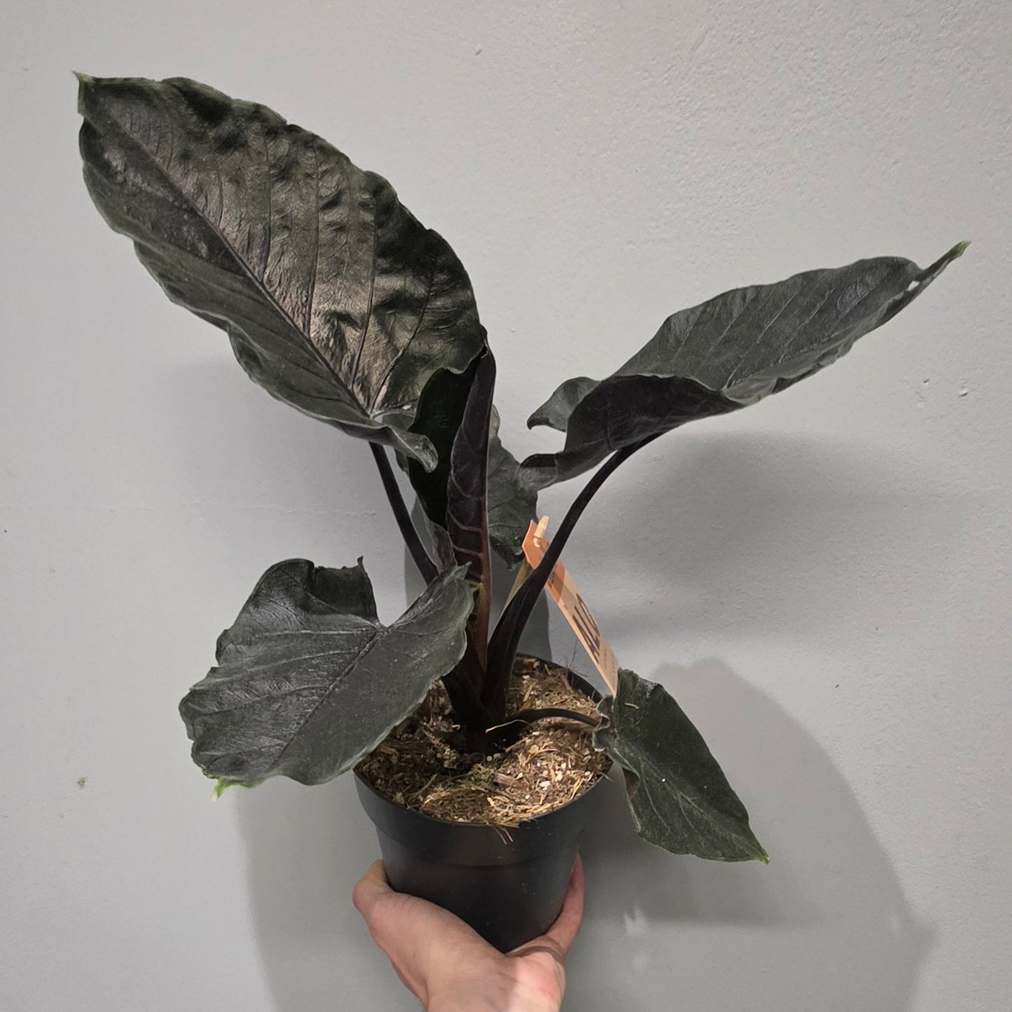 Alocasia Antoro Velvet
