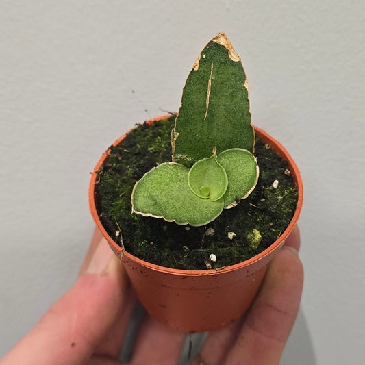Mini Sansevieria Tower Gray