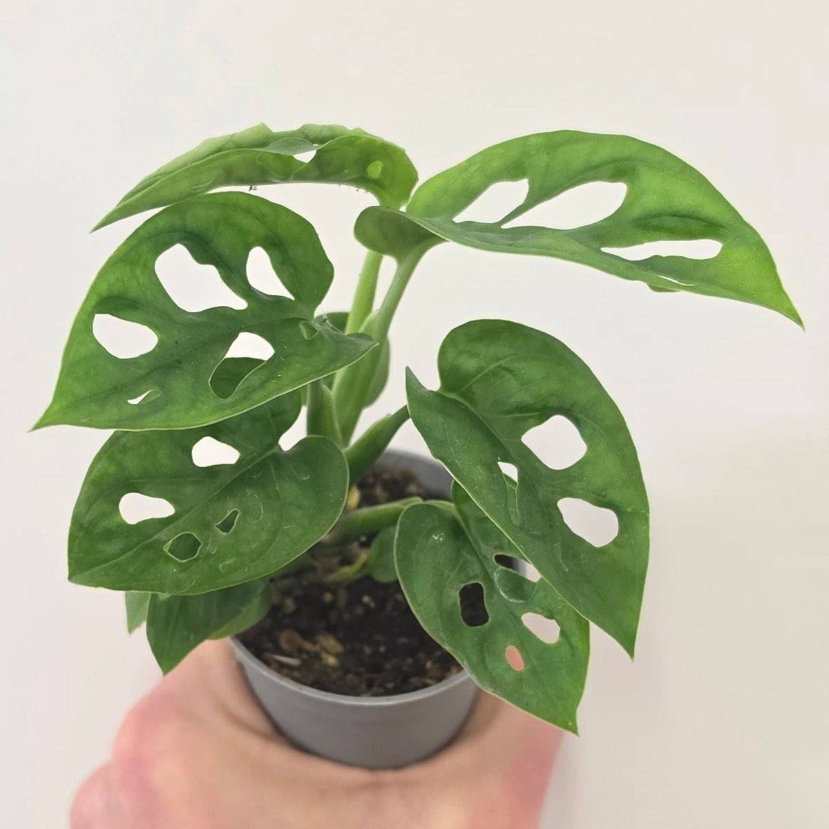 Mini Monstera Adansonii 'Monkey Mask'