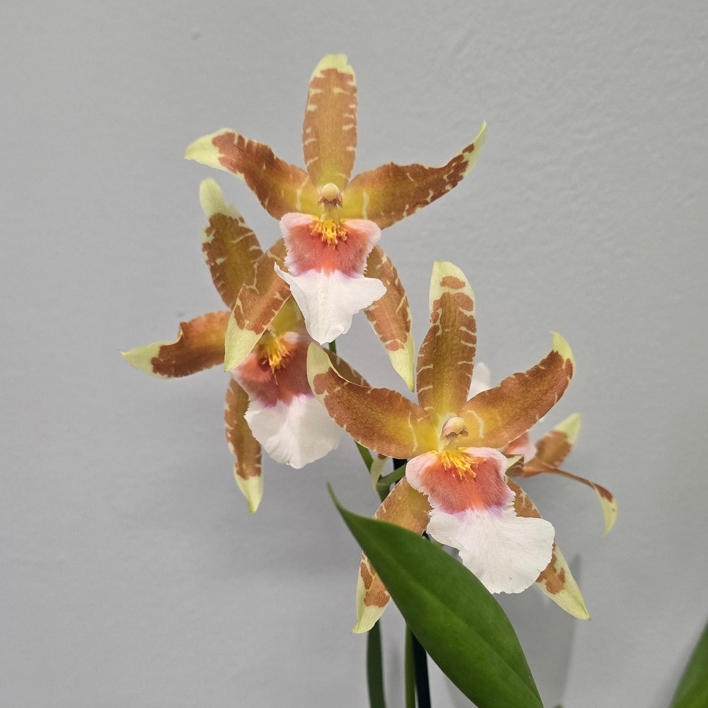 Scented Cambria Orchids