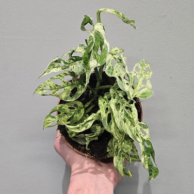 Monstera Frozen Freckles