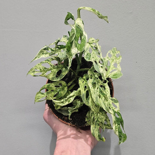 Monstera Frozen Freckles