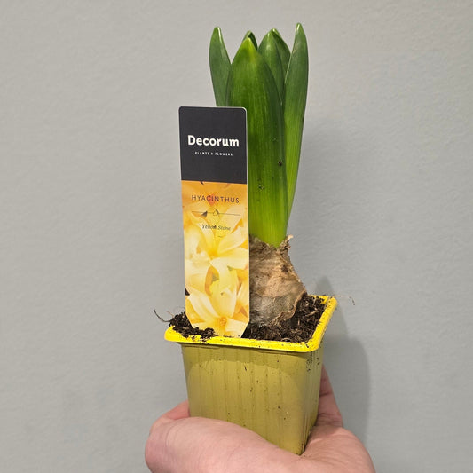 Hyacinth Yellow Stone