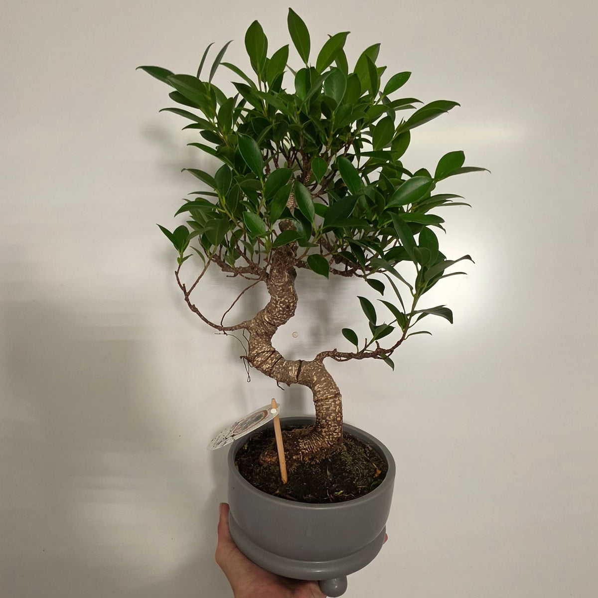 XL Mixed Bonsai – Ceramic Pots
