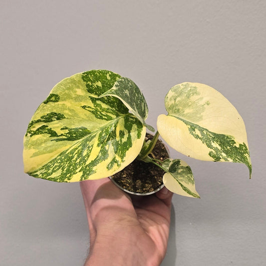 Monstera Creme Brulee