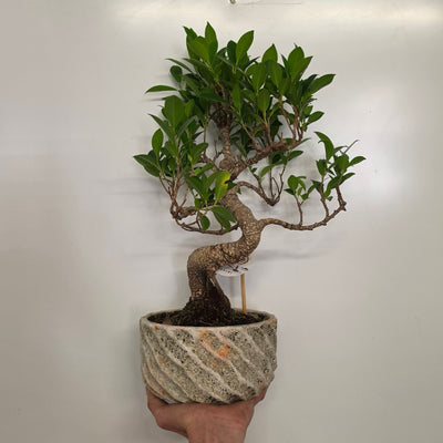 XL Mixed Bonsai – Ceramic Pots