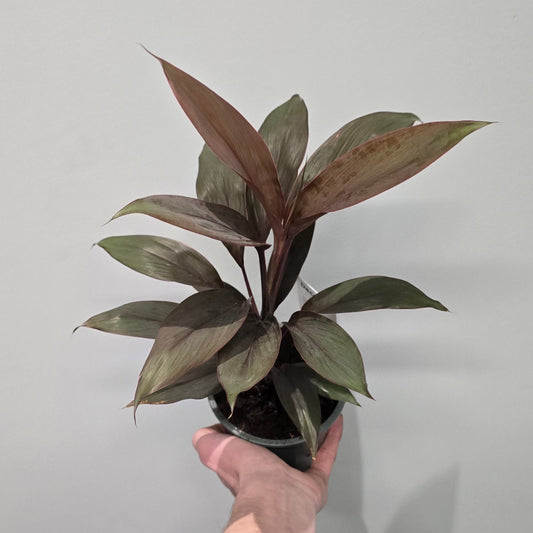 Cordyline Tango