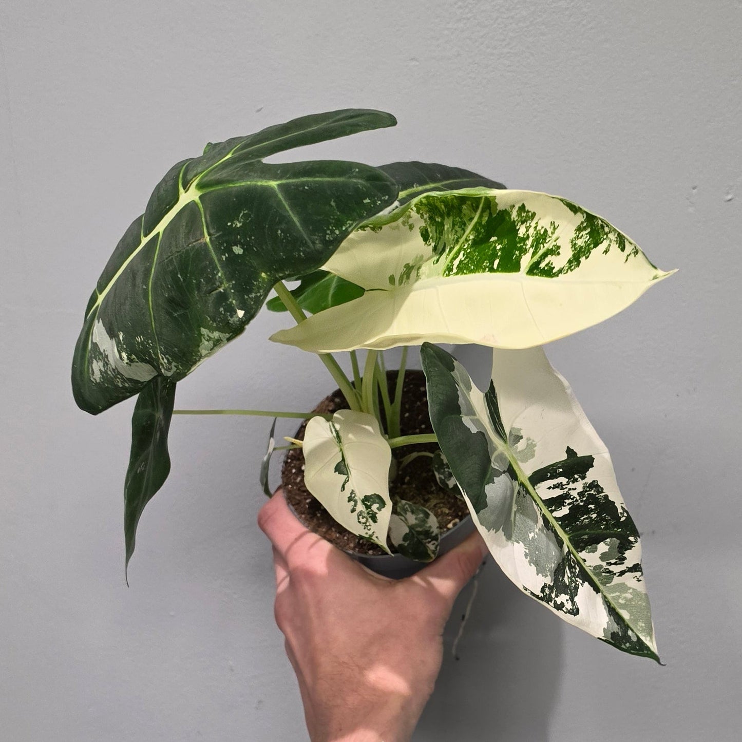 Alocasia Frydek Variegated