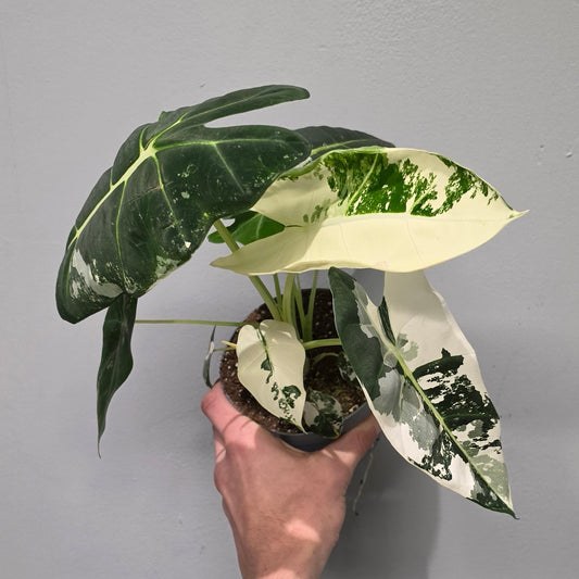 Alocasia Frydek Variegated