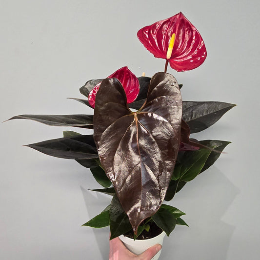 Anthurium Dark Delicata