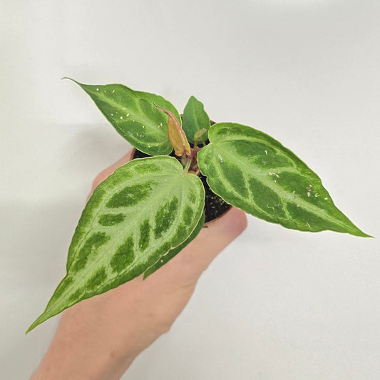 Mini Anthurium Silver Blush Mint