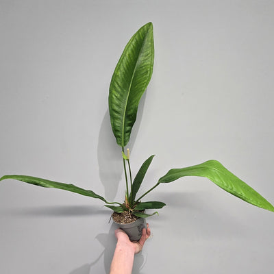 Anthurium Bakeri