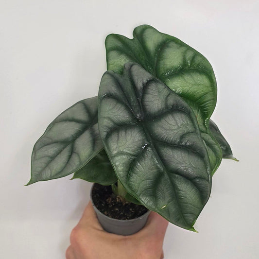 Mini Alocasia Silver Dragon