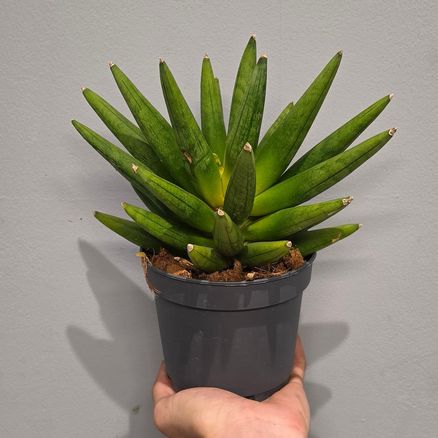 Sansevieria Hedgehog