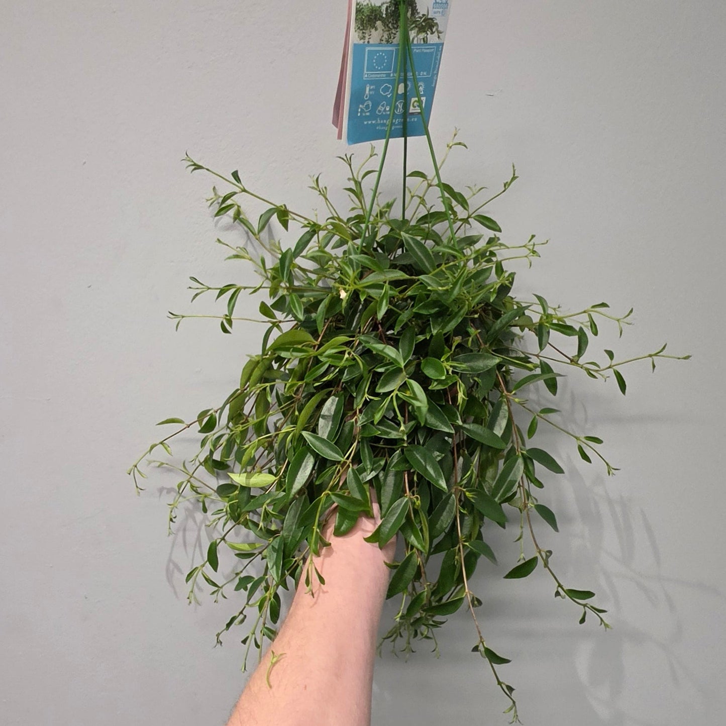 Hanging Codonanthe Crassifolia