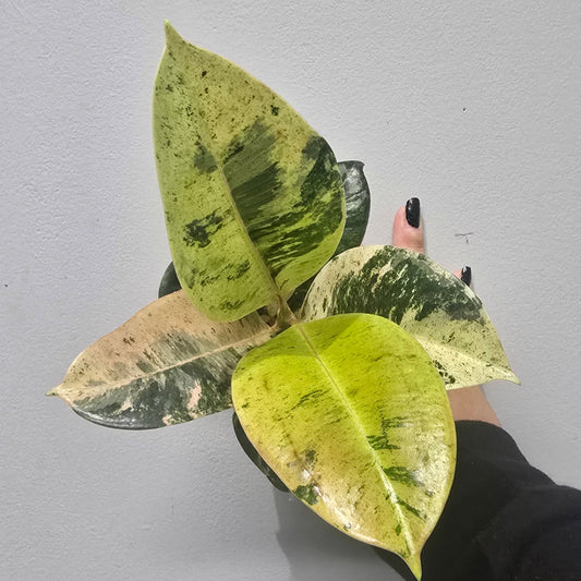 Mini Ficus Shivereana Moonshine