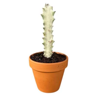Euphorbia Lactea 'Ghost' - Pick Date 16th