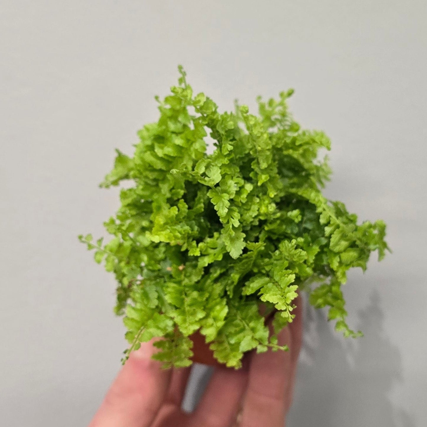 Mini Nephrolepis Fern 'Green Fantasy'