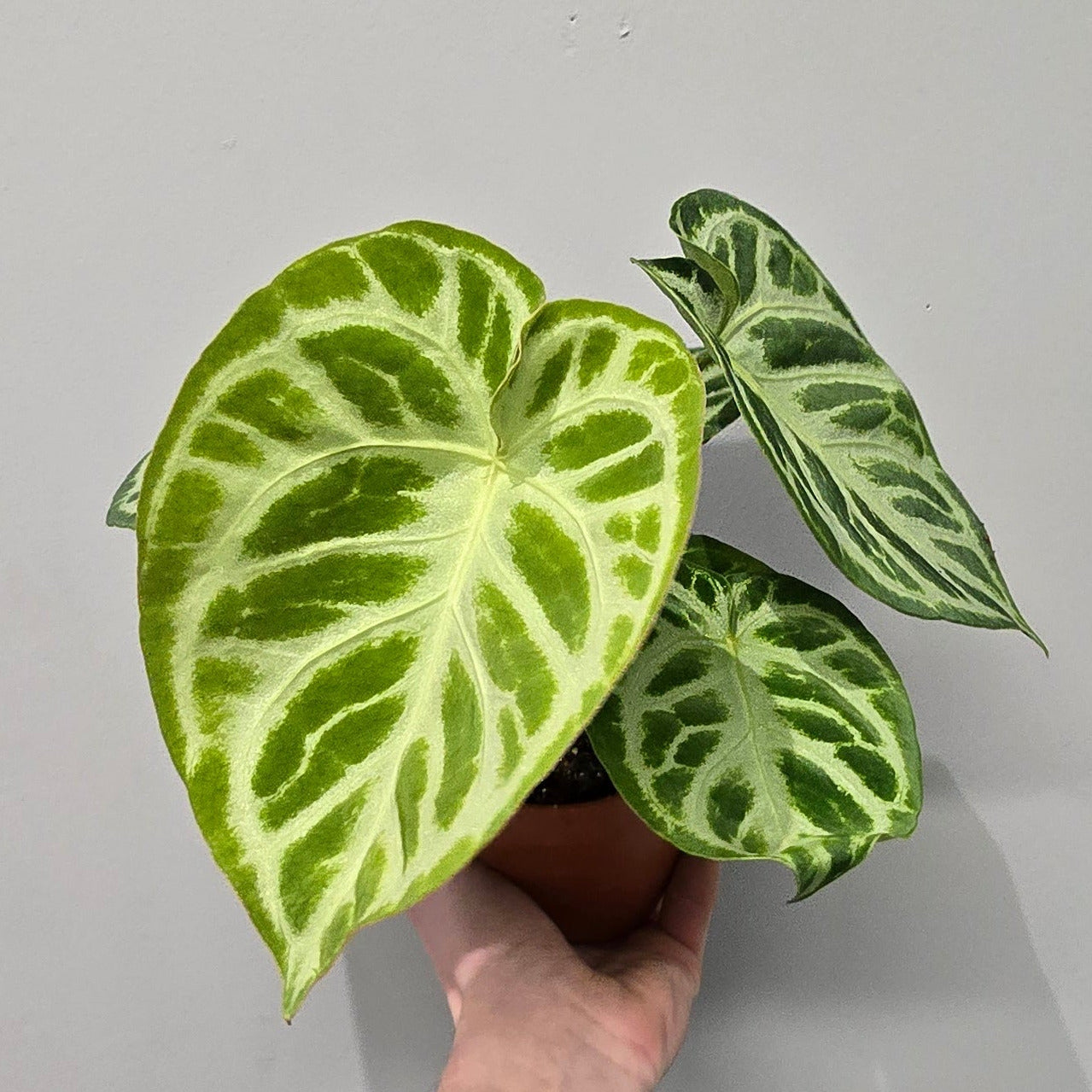 Anthurium Silver Blush