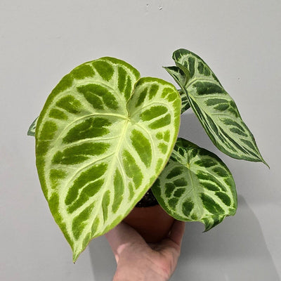 Anthurium Silver Blush