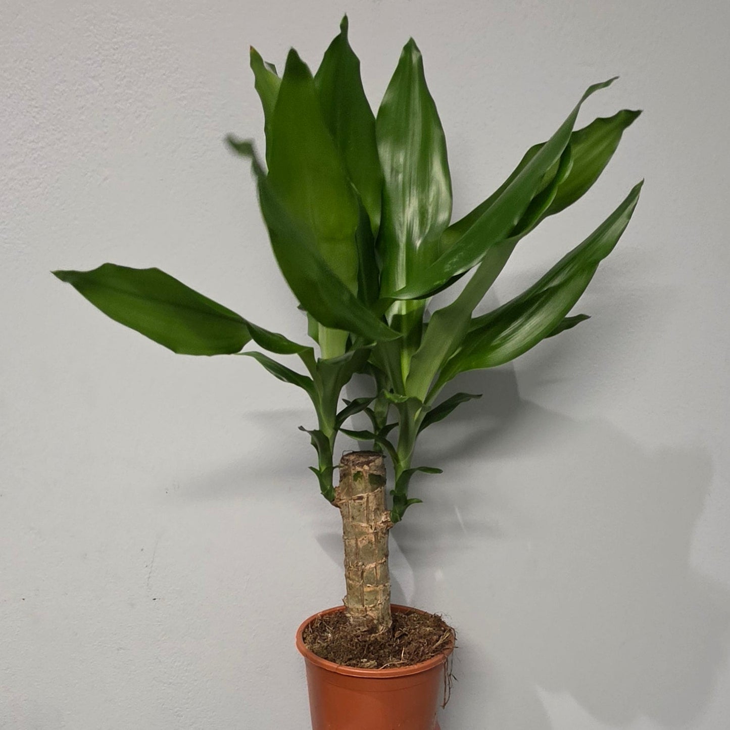 Dracaena Steudneri