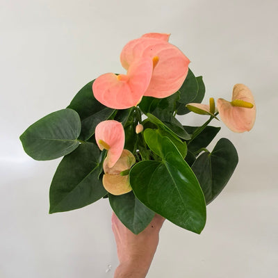Anthurium 'Pink Spirit'