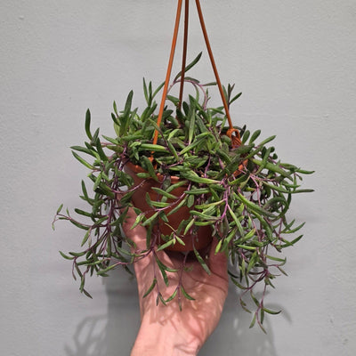 Hanging Senecio - Purple Flush