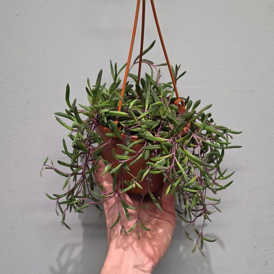 Hanging Senecio - Purple Flush