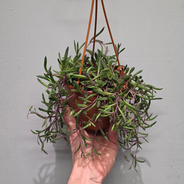 Hanging Senecio - Purple Flush
