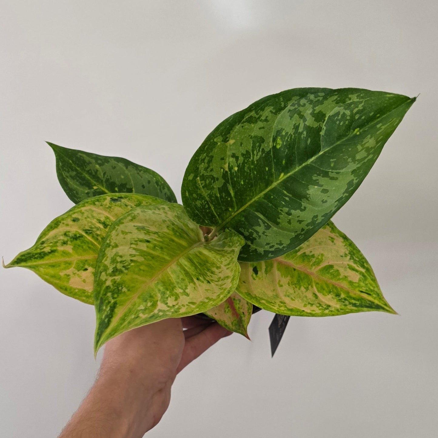 Aglaonema 'Pink Surprise'
