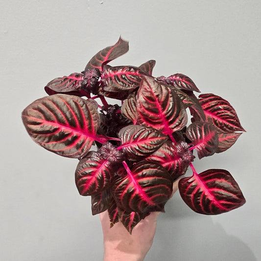 Iresine Red Star