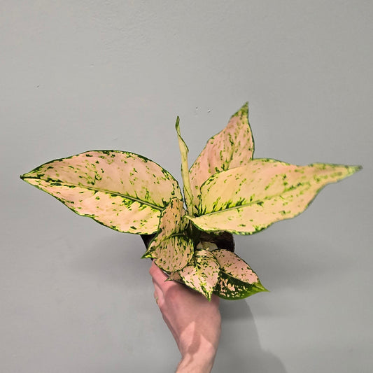 Aglaonema Pink Buttercup - Grabe B