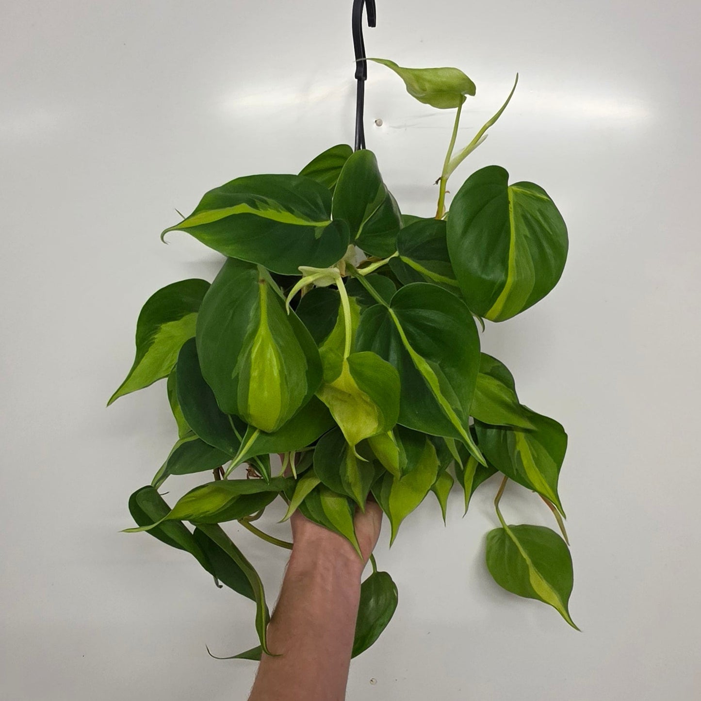 Hanging- Philodendron Scandens Brazil