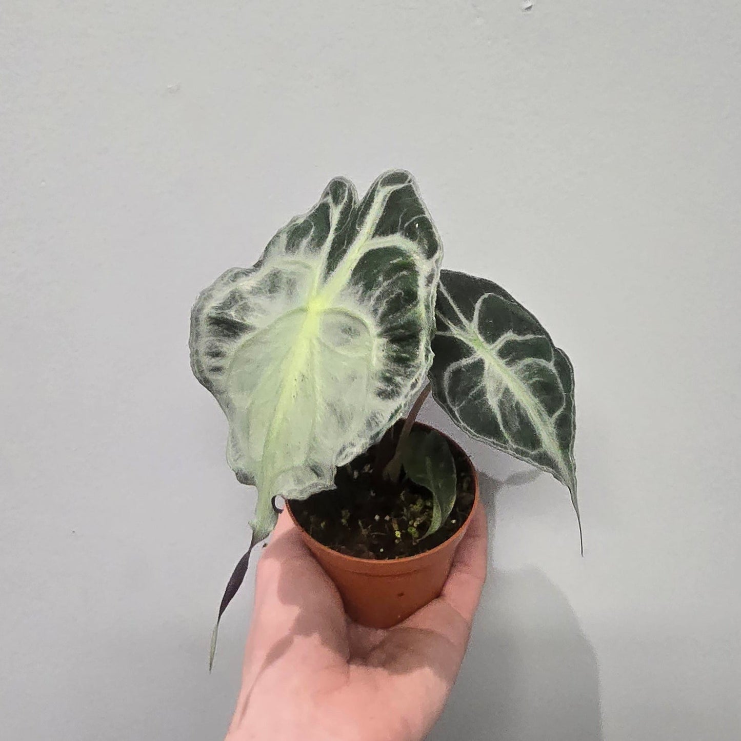 Alocasia Venom