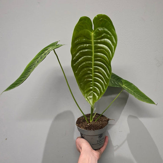 Anthurium Veitchii "King Anthurium"