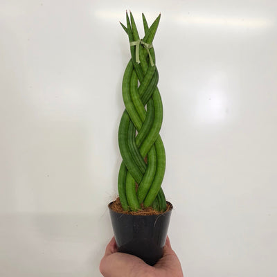 Sansevieria Cylindrica 'Twist'