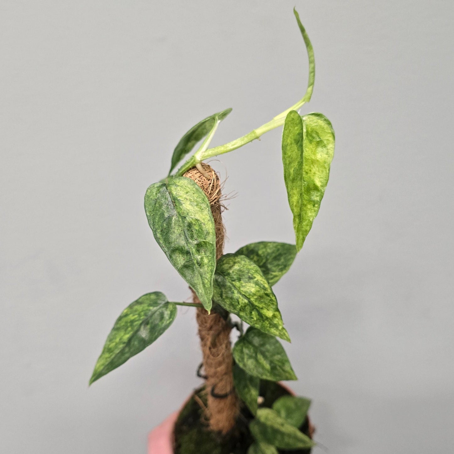 Epipremnum Pinnatum Yellow Mint Variegated