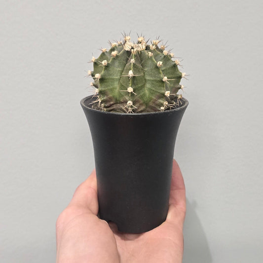 Black Gymnocalycium Cactus